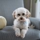 wayfair-pet-products